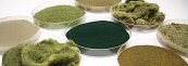 Algae-based resin produced from industrial wastewater